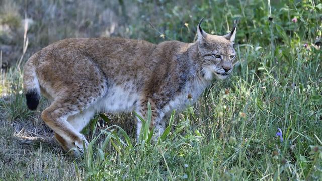 découvrez le lynx, un prédateur silencieux et mystérieux. apprenez-en plus sur ses habitudes, son habitat et son rôle crucial dans l'écosystème. un voyage fascinant au cœur de la nature sauvage.