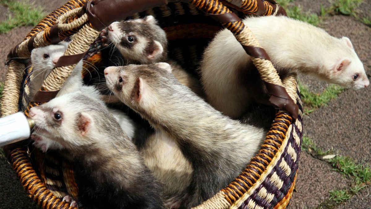découvrez tout ce qu'il faut savoir sur les furets : leur comportement, leur alimentation, leurs besoins en matière de soins et les précautions à prendre pour les adopter. apprenez à les comprendre et à les aimer pour en faire un compagnon idéal.
